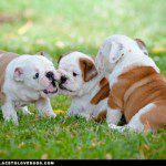 bulldogs-wanna-play